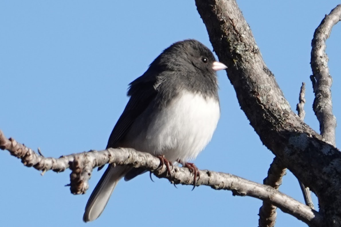 Dark-eyed Junco - ML646296612