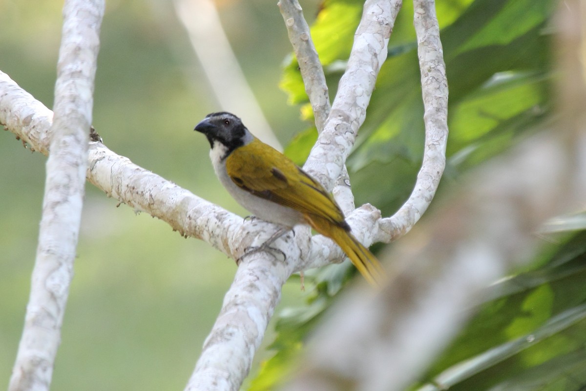Black-headed Saltator - ML646296613