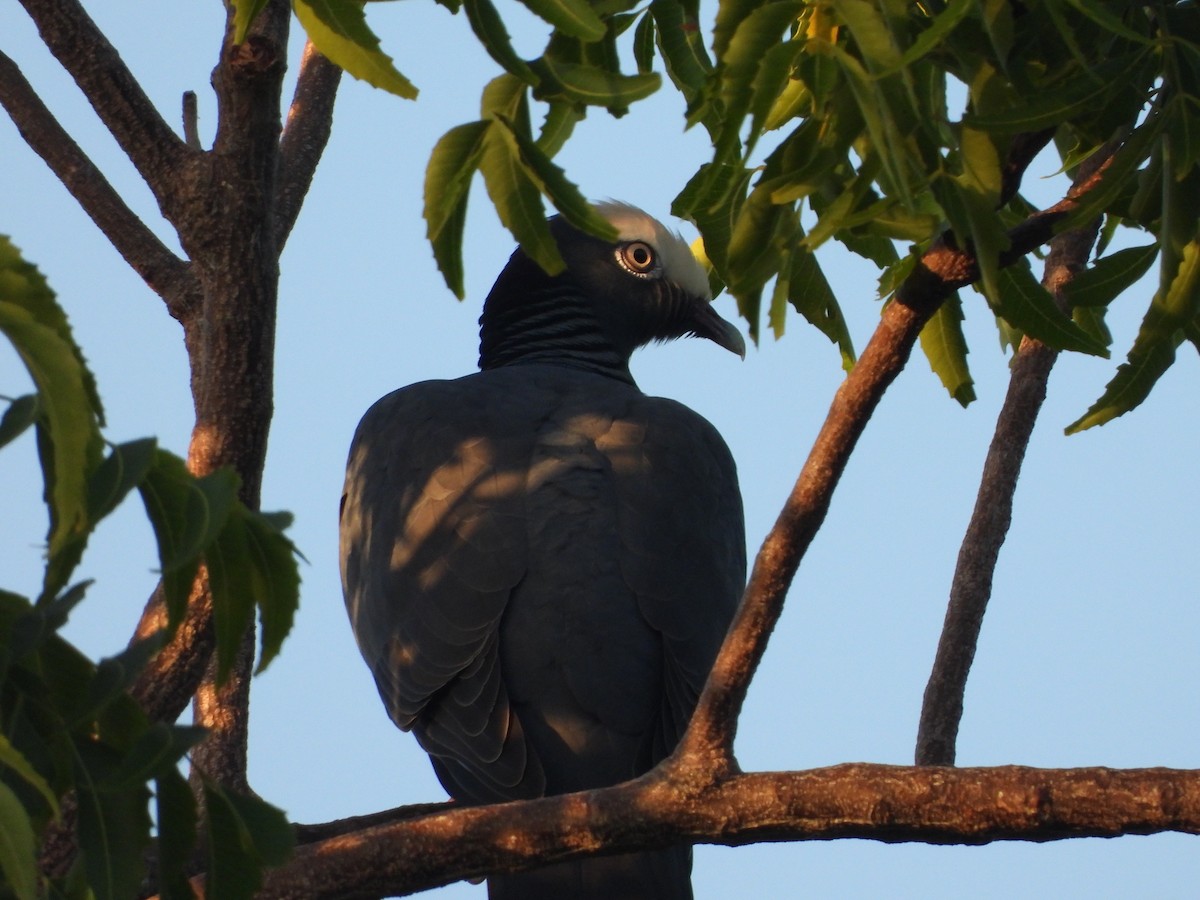 White-crowned Pigeon - ML646296619