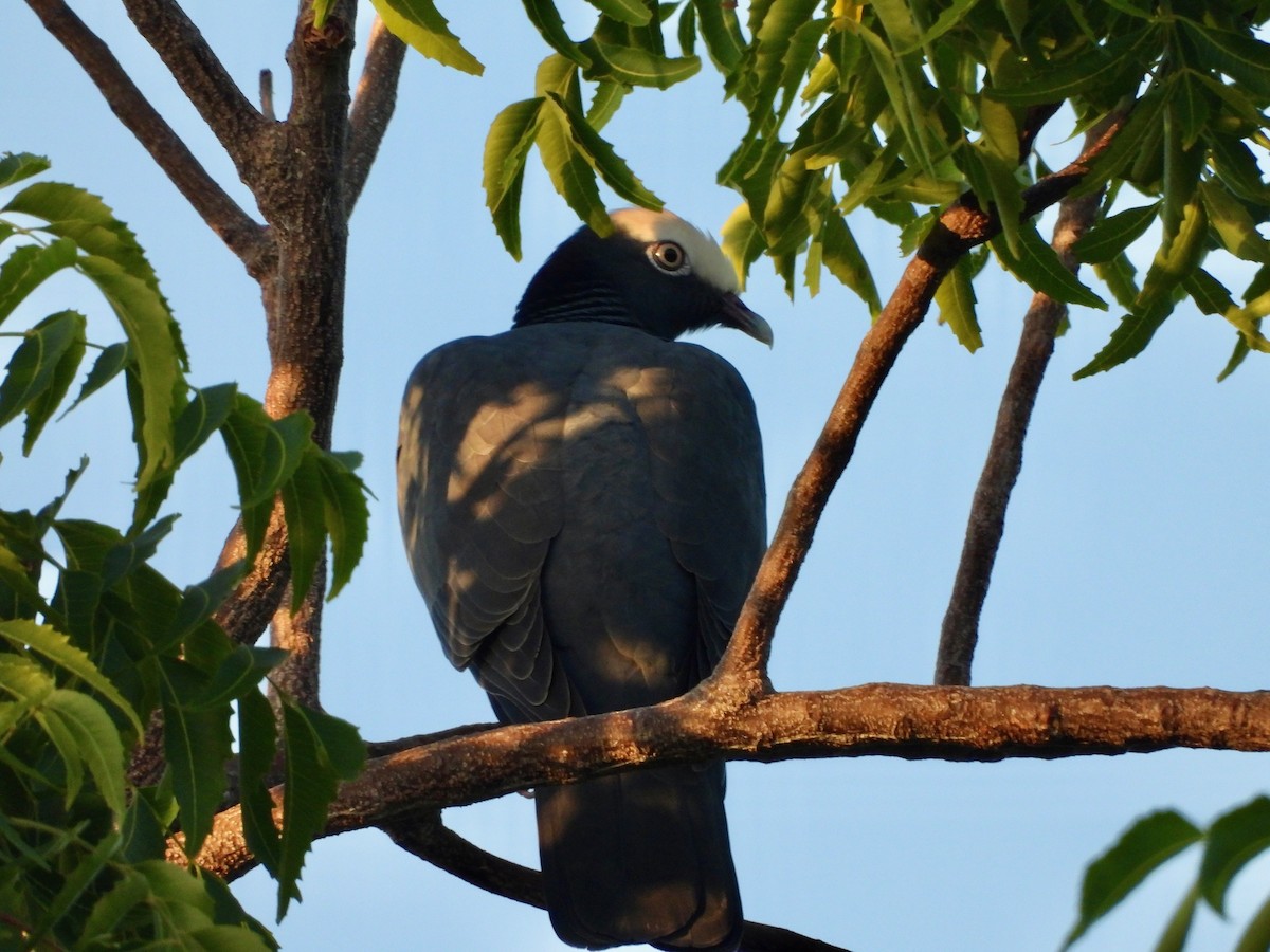 White-crowned Pigeon - ML646296620