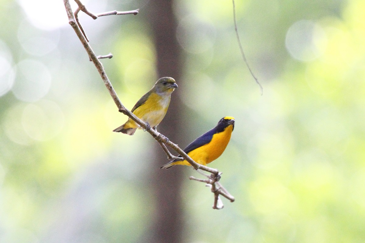 Yellow-throated Euphonia - ML646296622