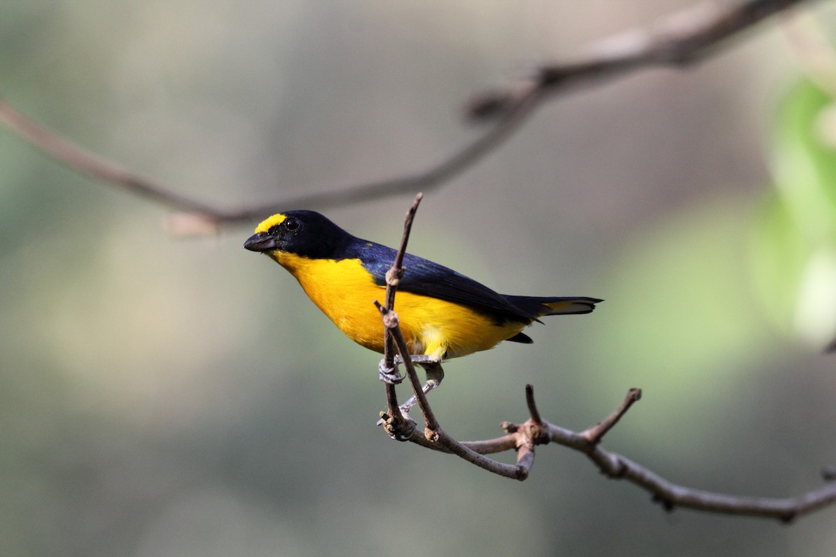 Yellow-throated Euphonia - ML646296623