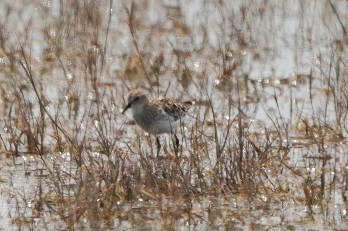Little Stint - ML646296625