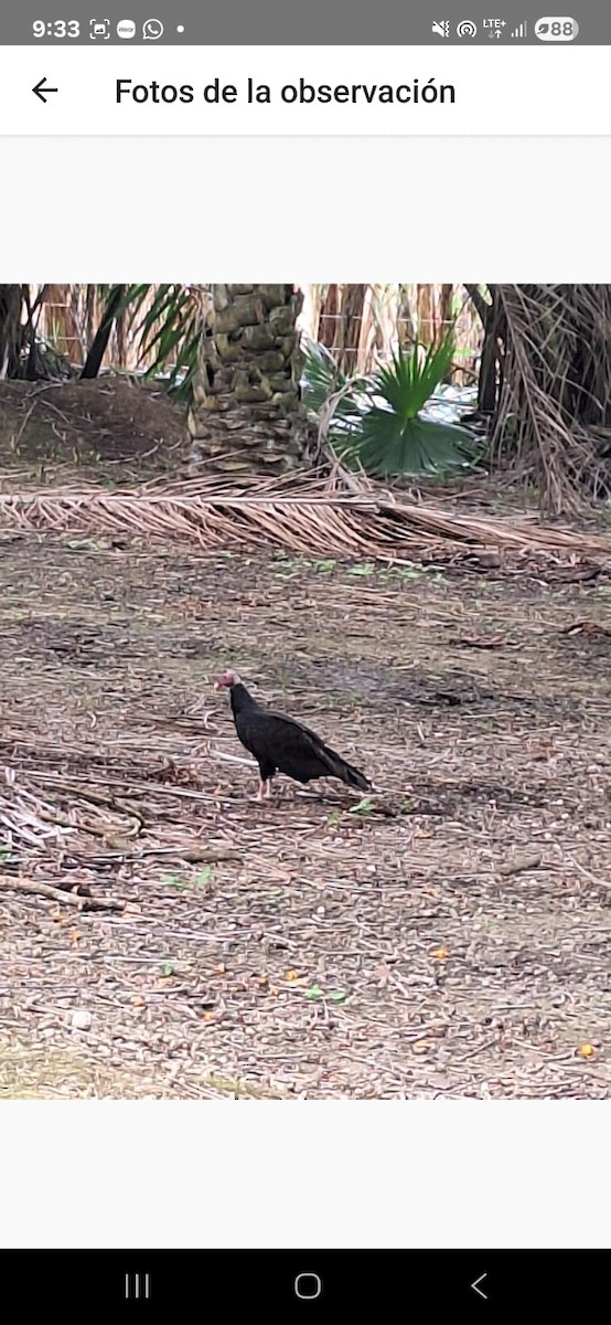 kondor havranovitý - ML646296627