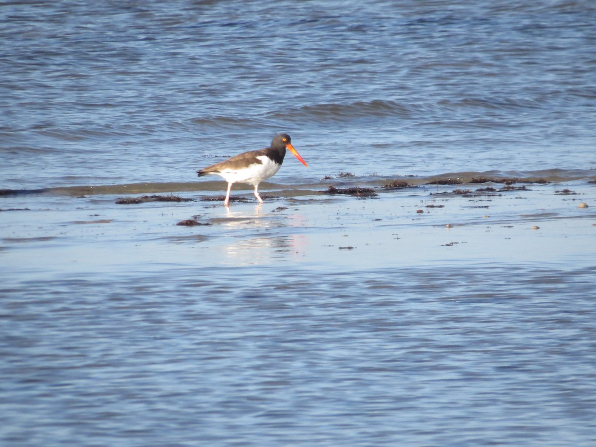 American Oystercatcher - ML646296629