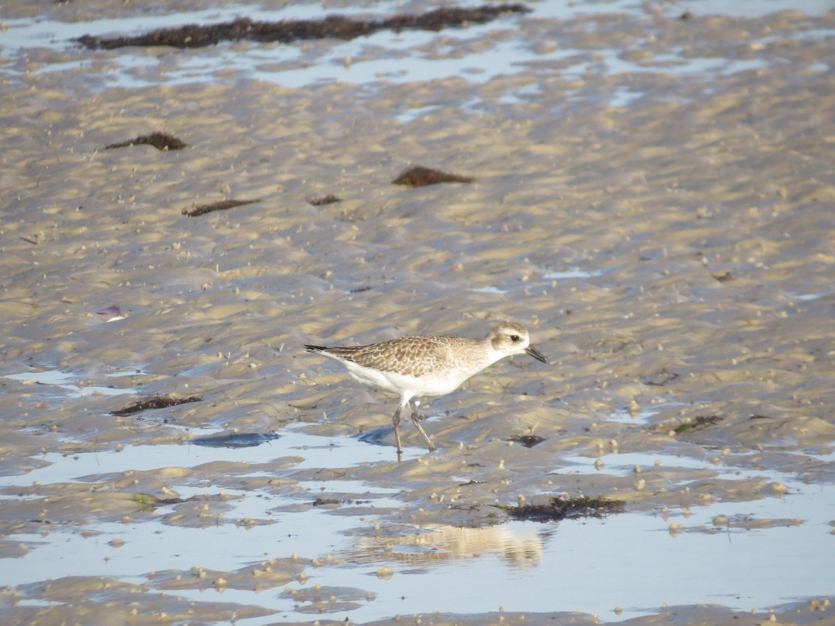 Chorlito Gris - ML646296631