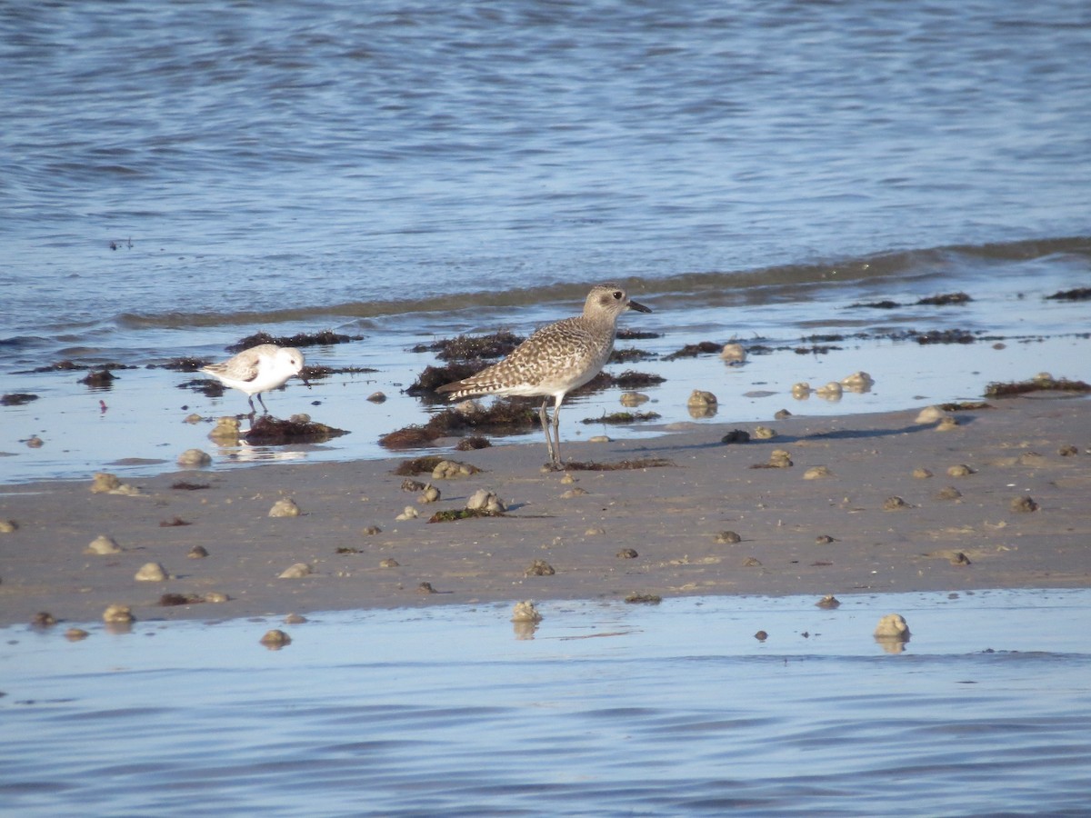 Chorlito Gris - ML646296632