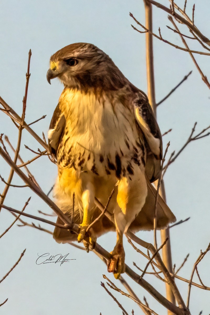 Busardo Colirrojo - ML646296637