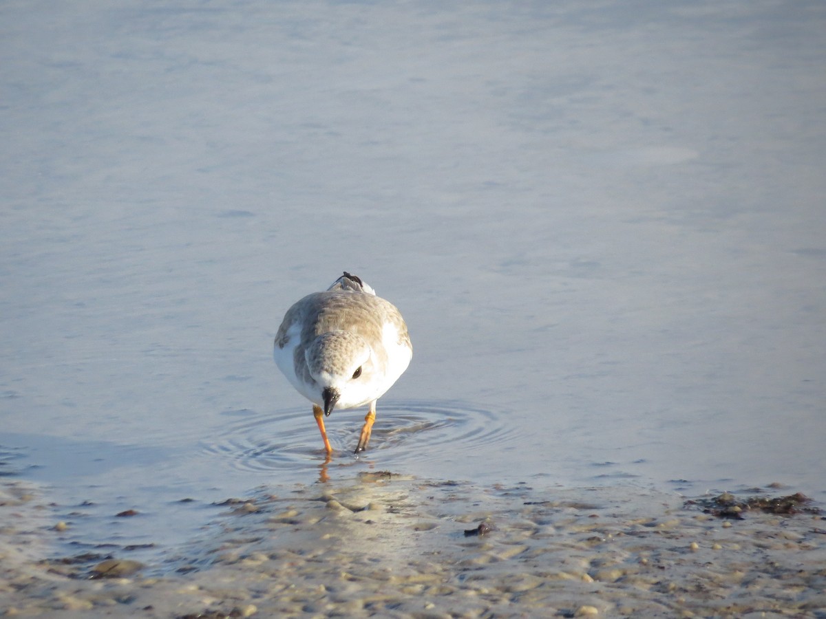 Islıkçı Cılıbıt - ML646296640