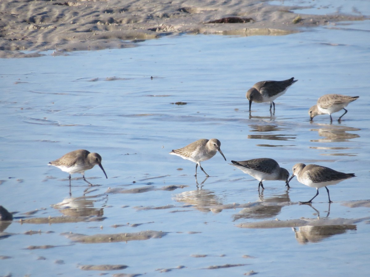 Dunlin - ML646296643