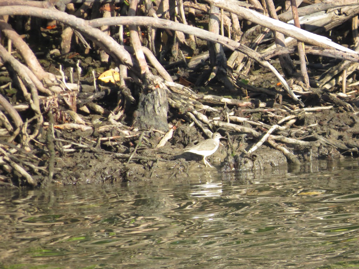 Spotted Sandpiper - ML646296647