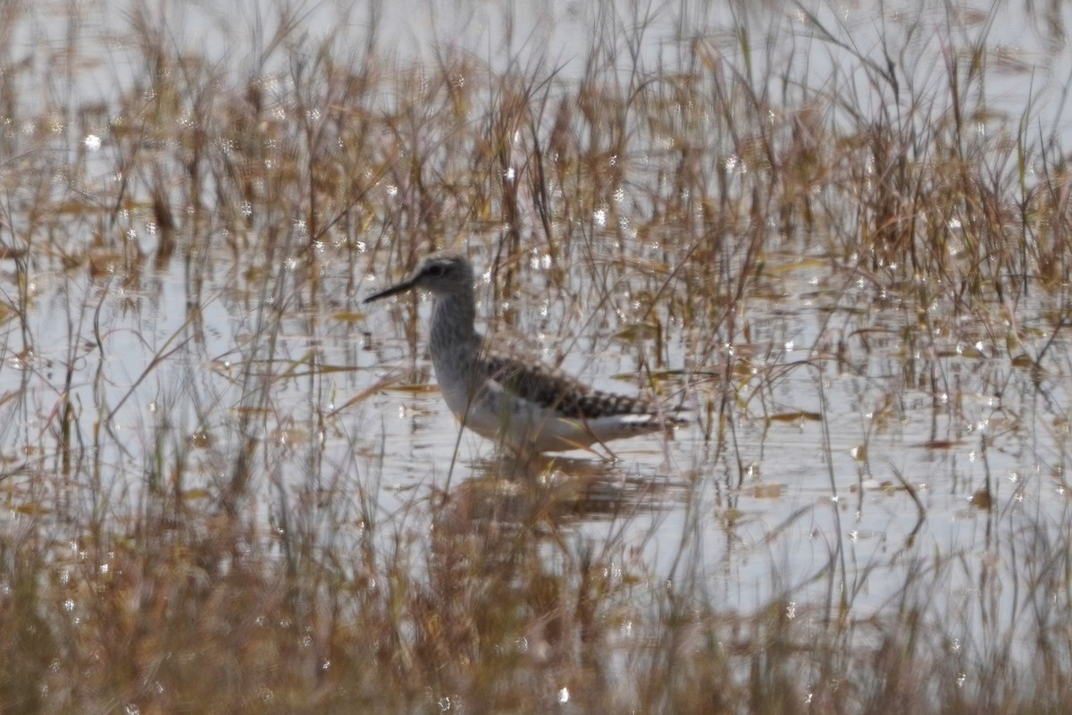 vodouš bahenní - ML646296649
