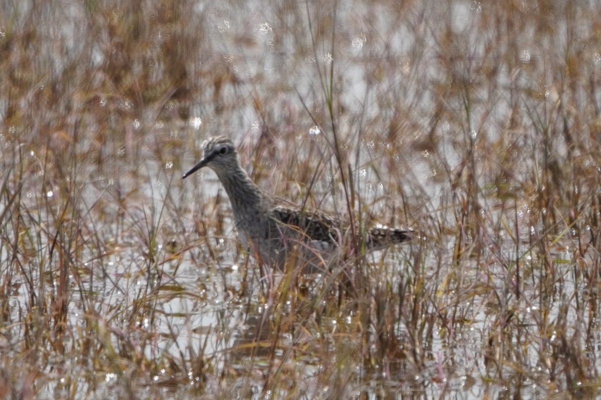 vodouš bahenní - ML646296650