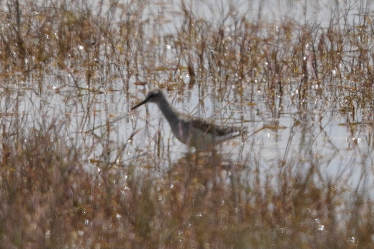 vodouš bahenní - ML646296651