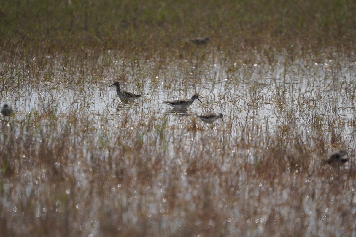 vodouš bahenní - ML646296654