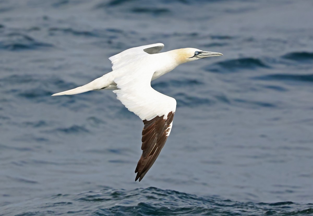 סולה מצויה - ML646296655