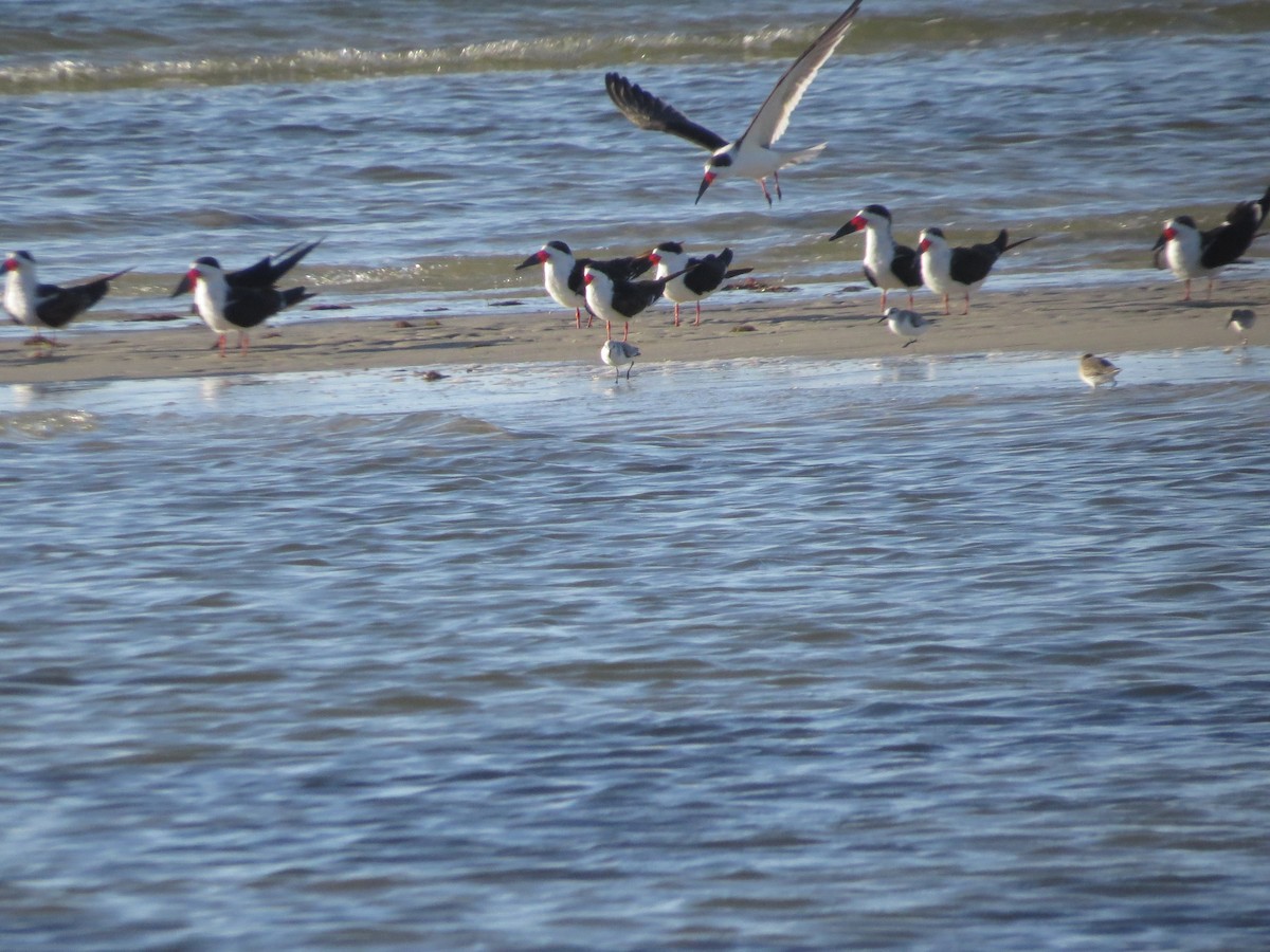 Black Skimmer - ML646296656