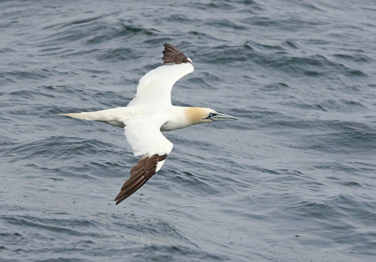 סולה מצויה - ML646296657