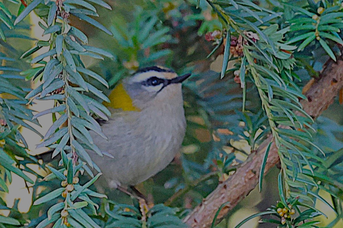 králíček ohnivý - ML646296659