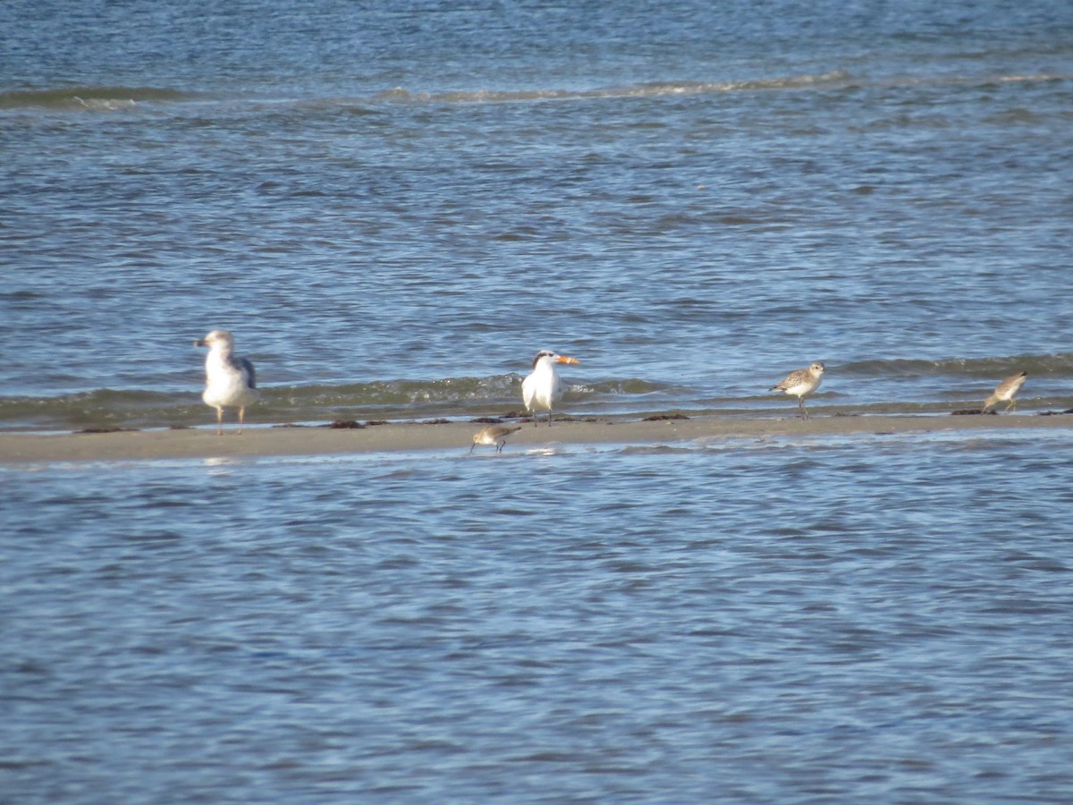 Royal Tern - ML646296660