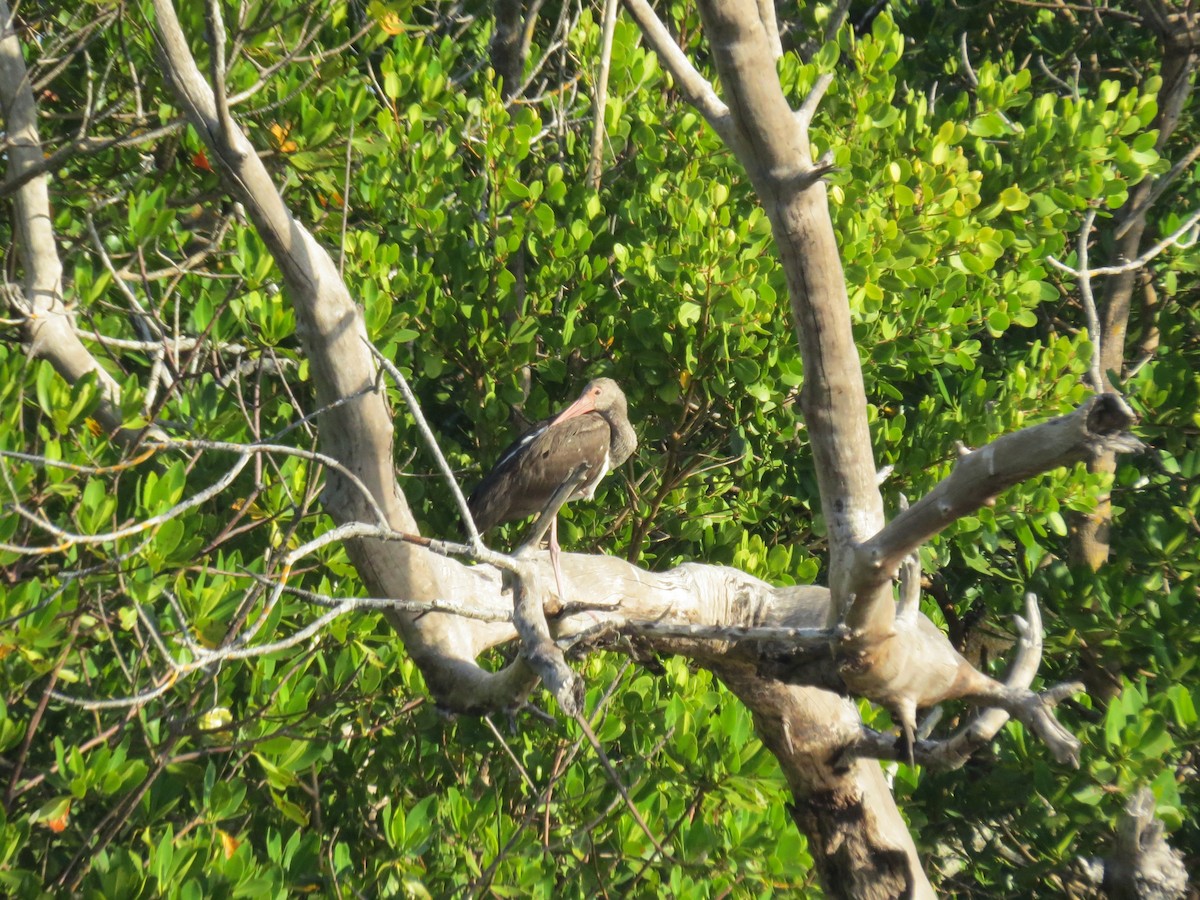 White Ibis - ML646296662