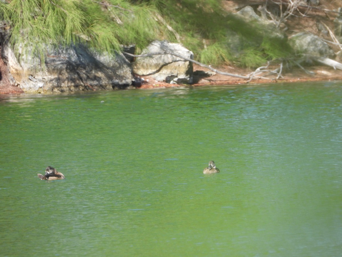 Ring-necked Duck - ML646296672
