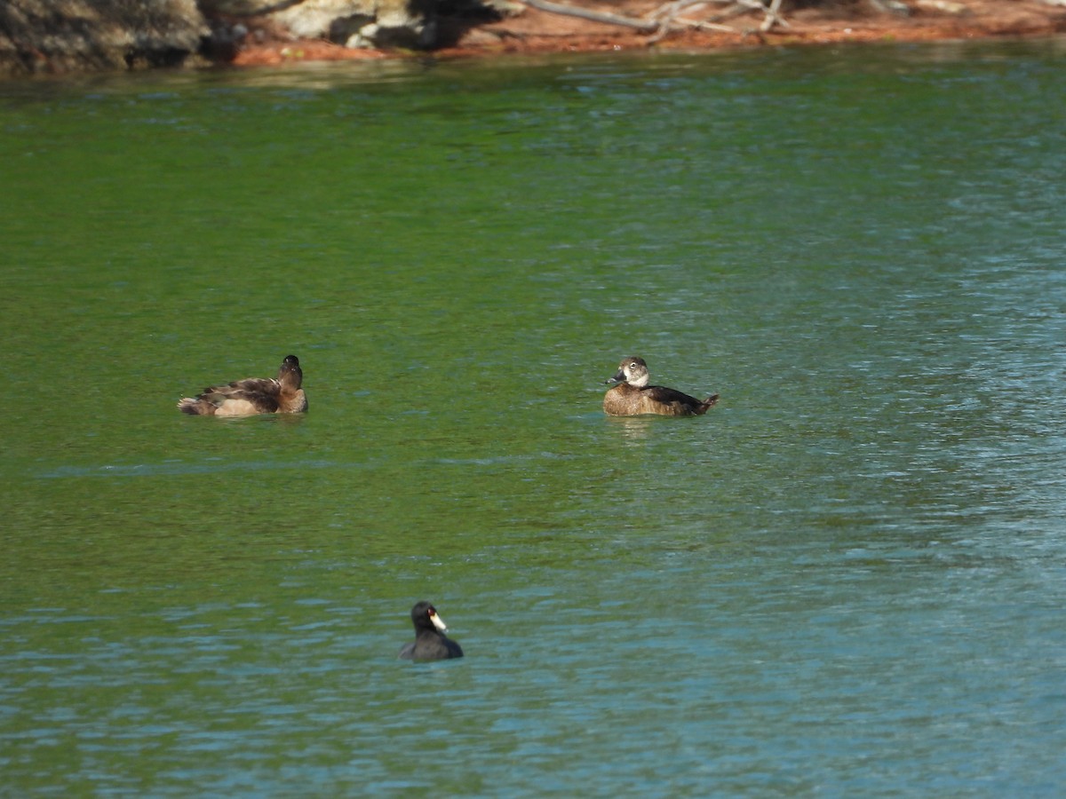 Ring-necked Duck - ML646296673