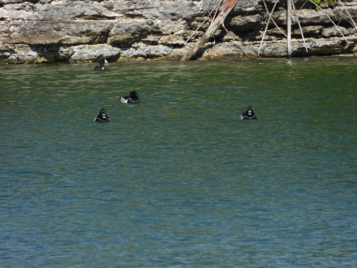 Ring-necked Duck - ML646296674
