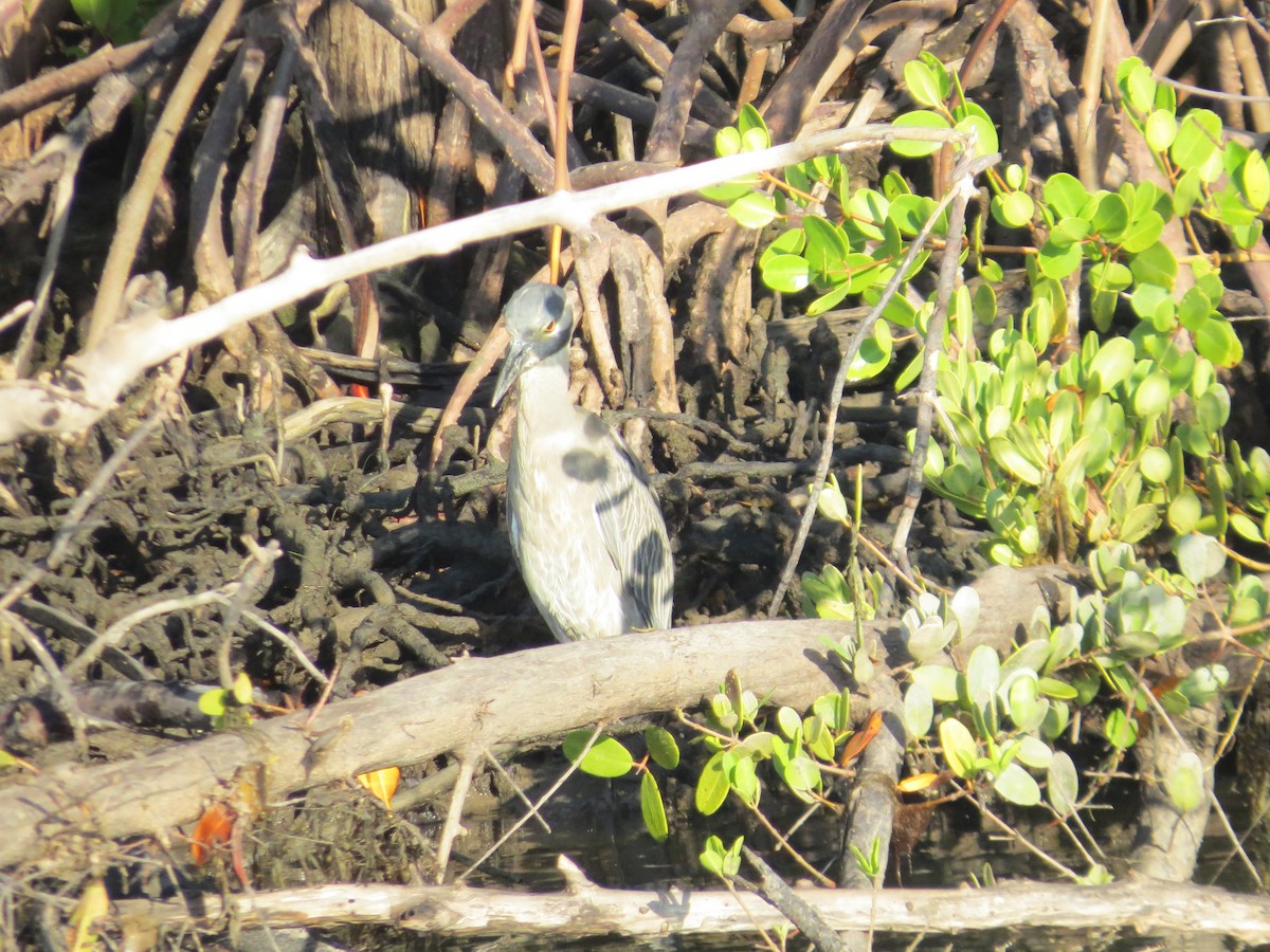 Yellow-crowned Night Heron - ML646296676