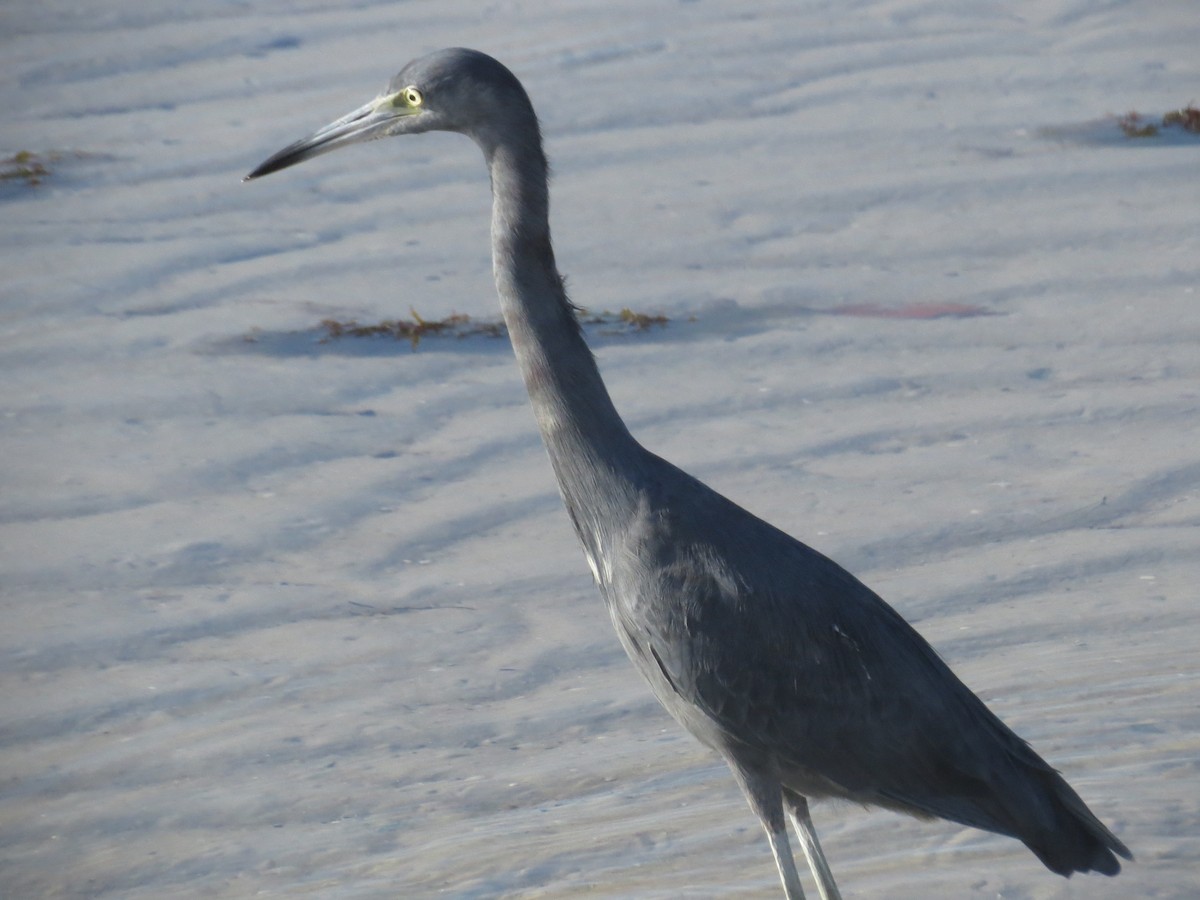 Little Blue Heron - ML646296679