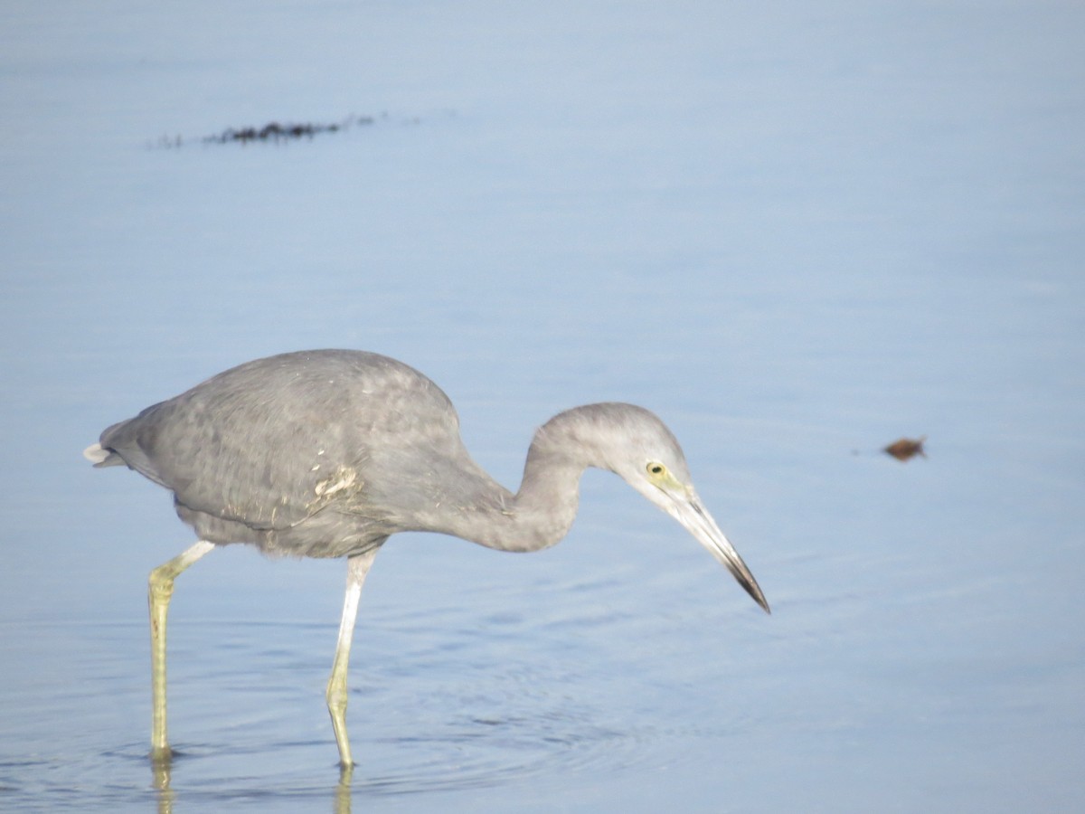 Little Blue Heron - ML646296680