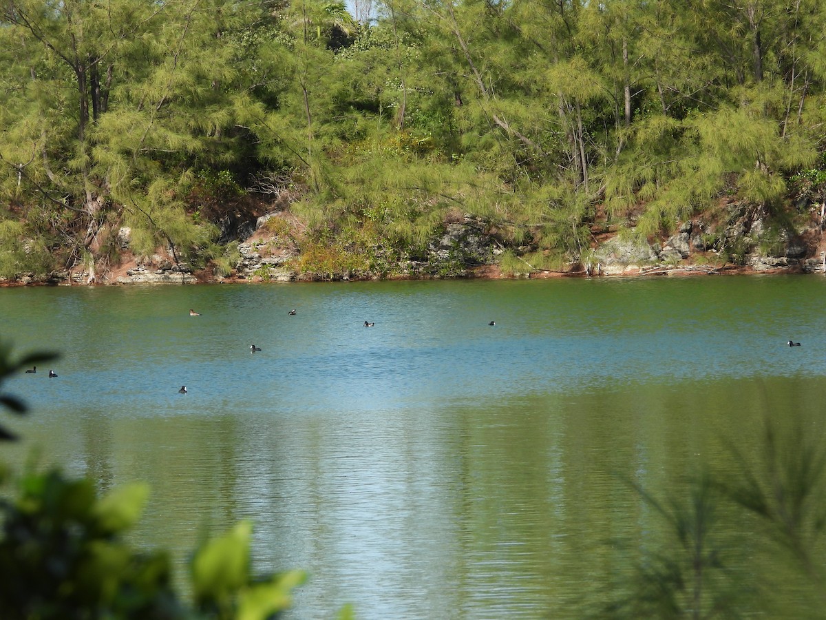 American Coot - ML646296681