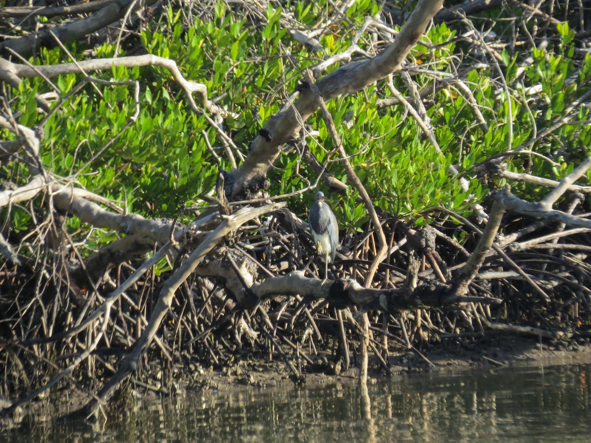 Tricolored Heron - ML646296682