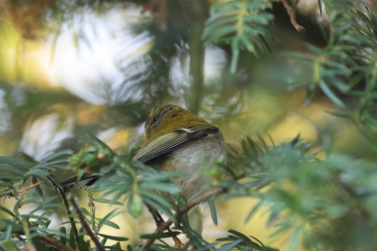 králíček ohnivý - ML646296683