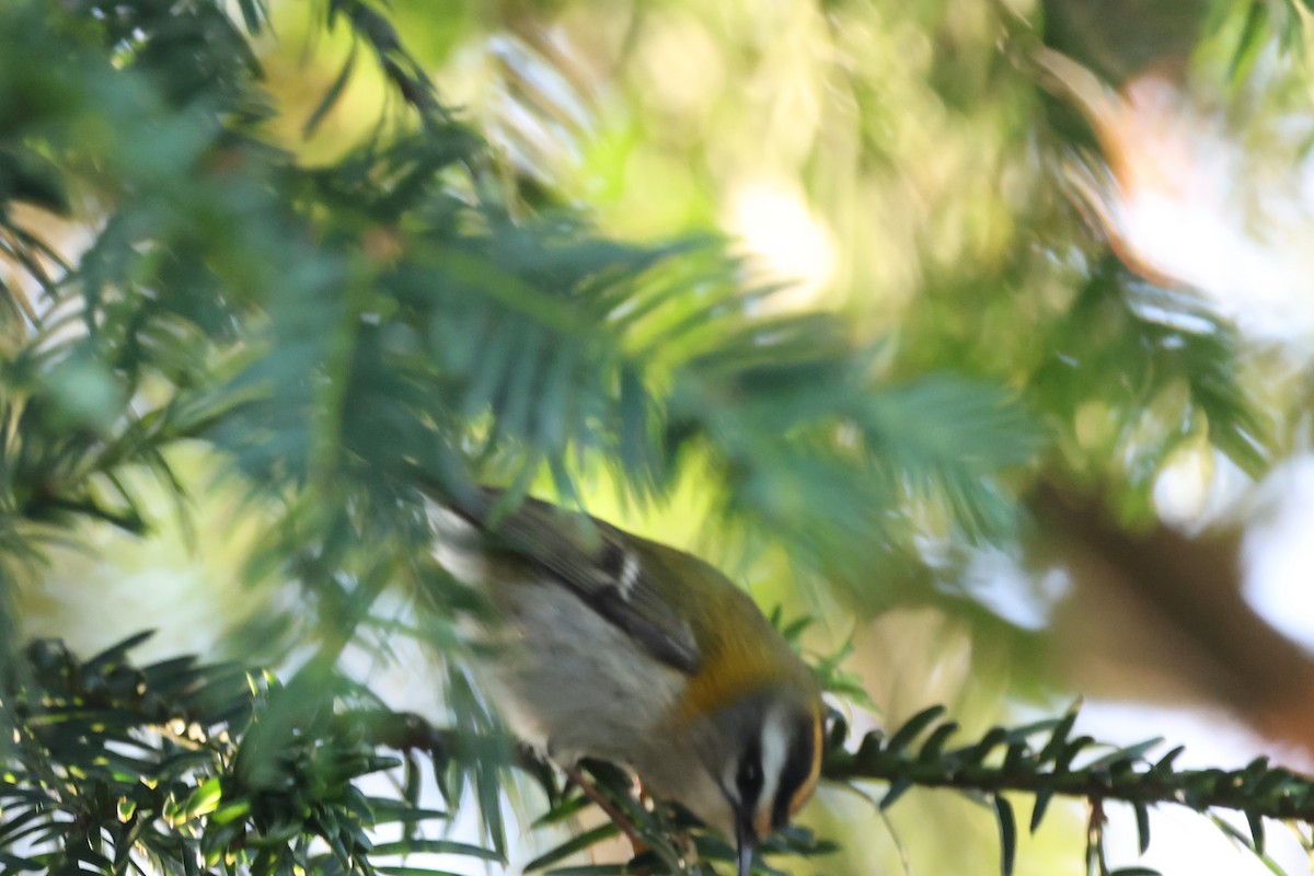 králíček ohnivý - ML646296684