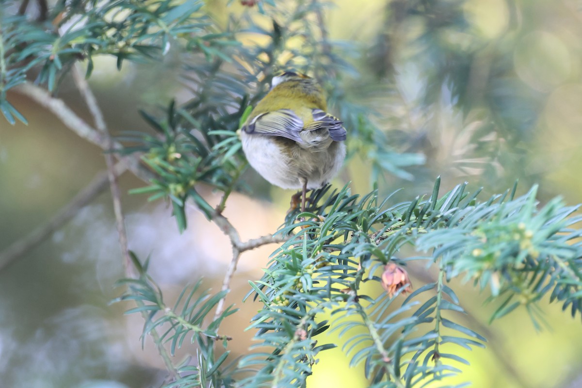 králíček ohnivý - ML646296685