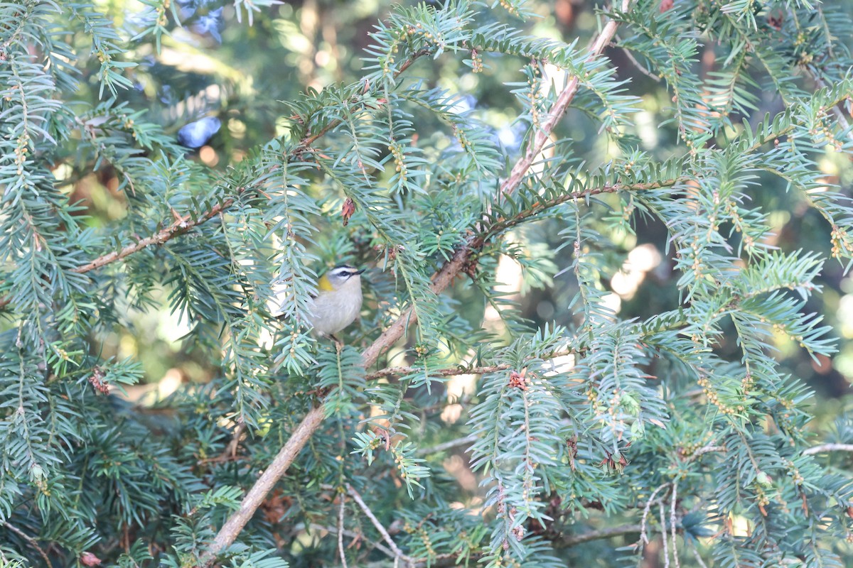 králíček ohnivý - ML646296686