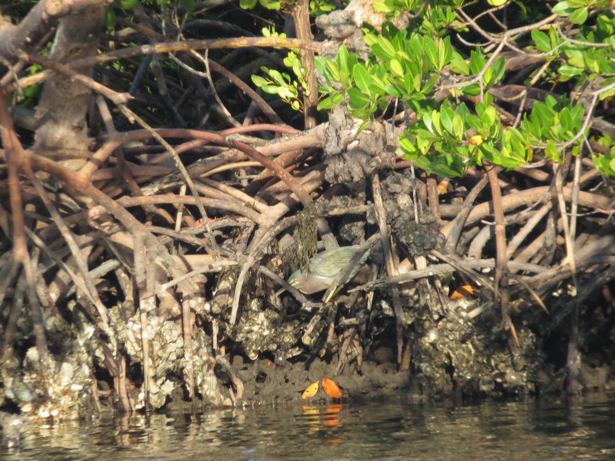 Green Heron - ML646296687