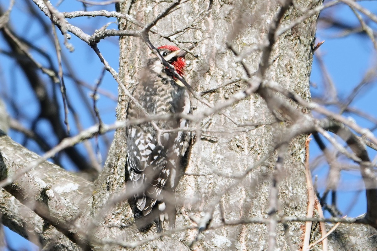 Yellow-bellied Sapsucker - ML646296688
