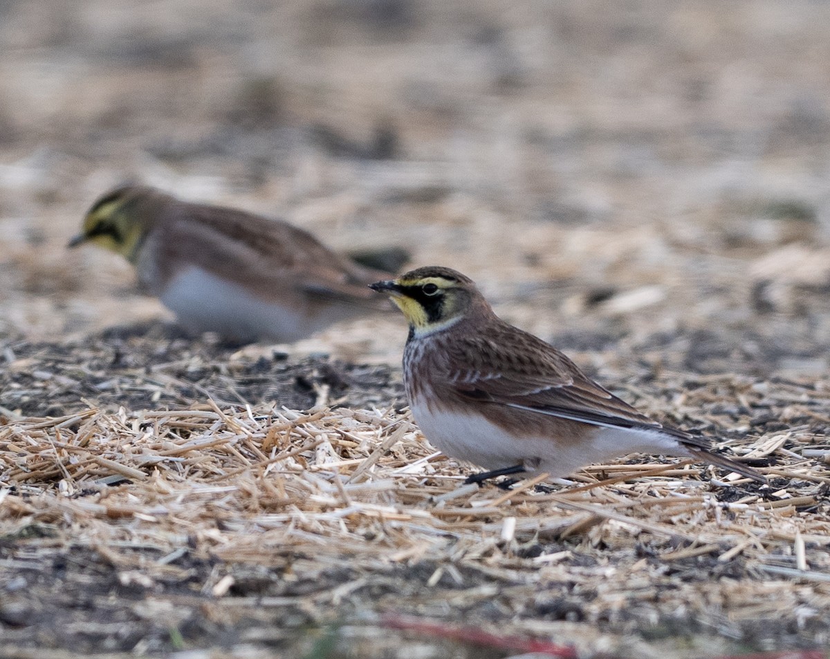 skřivan ouškatý - ML646296690