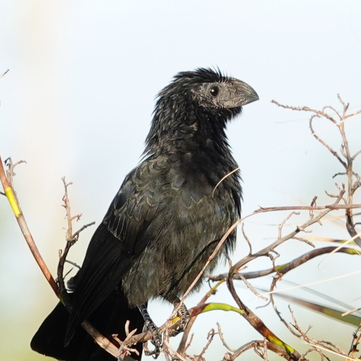 Groove-billed Ani - ML646296695