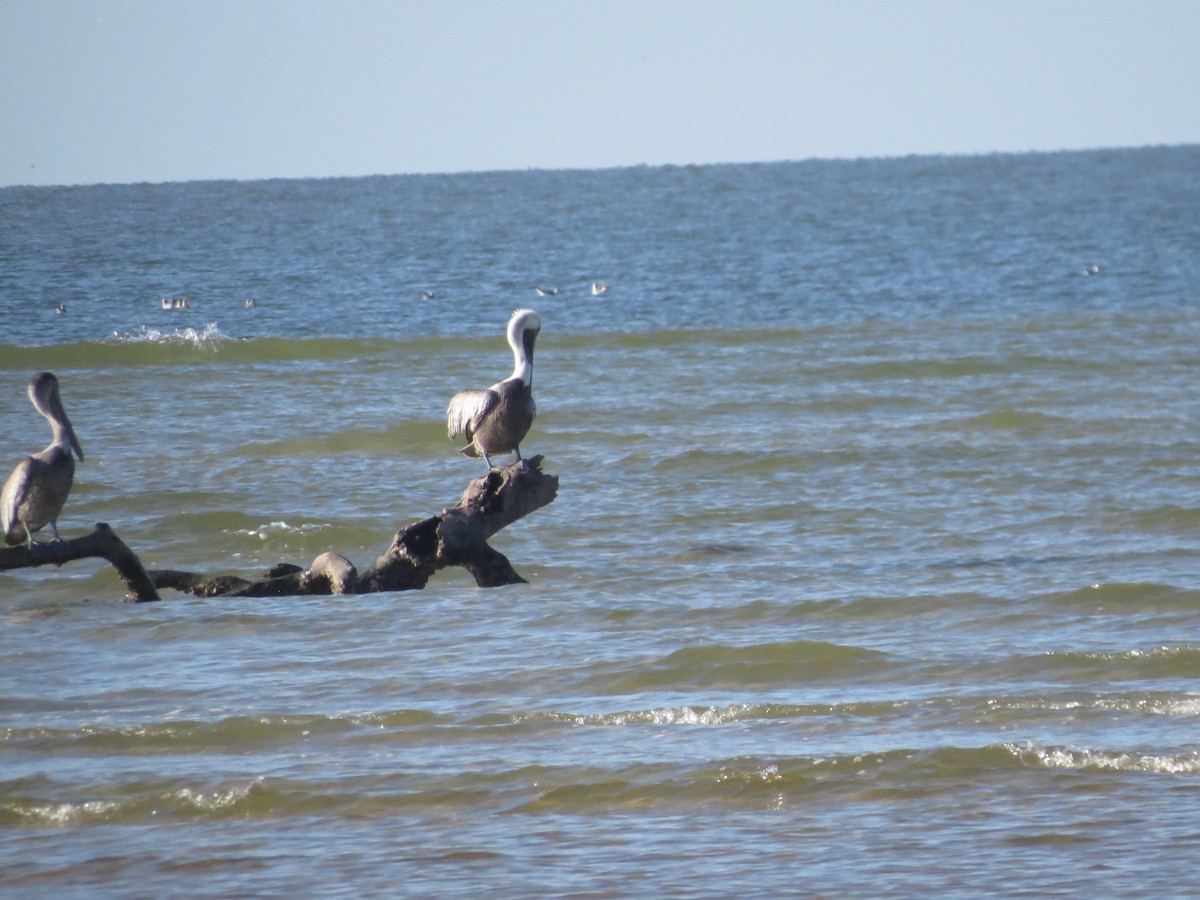 Brown Pelican - ML646296696