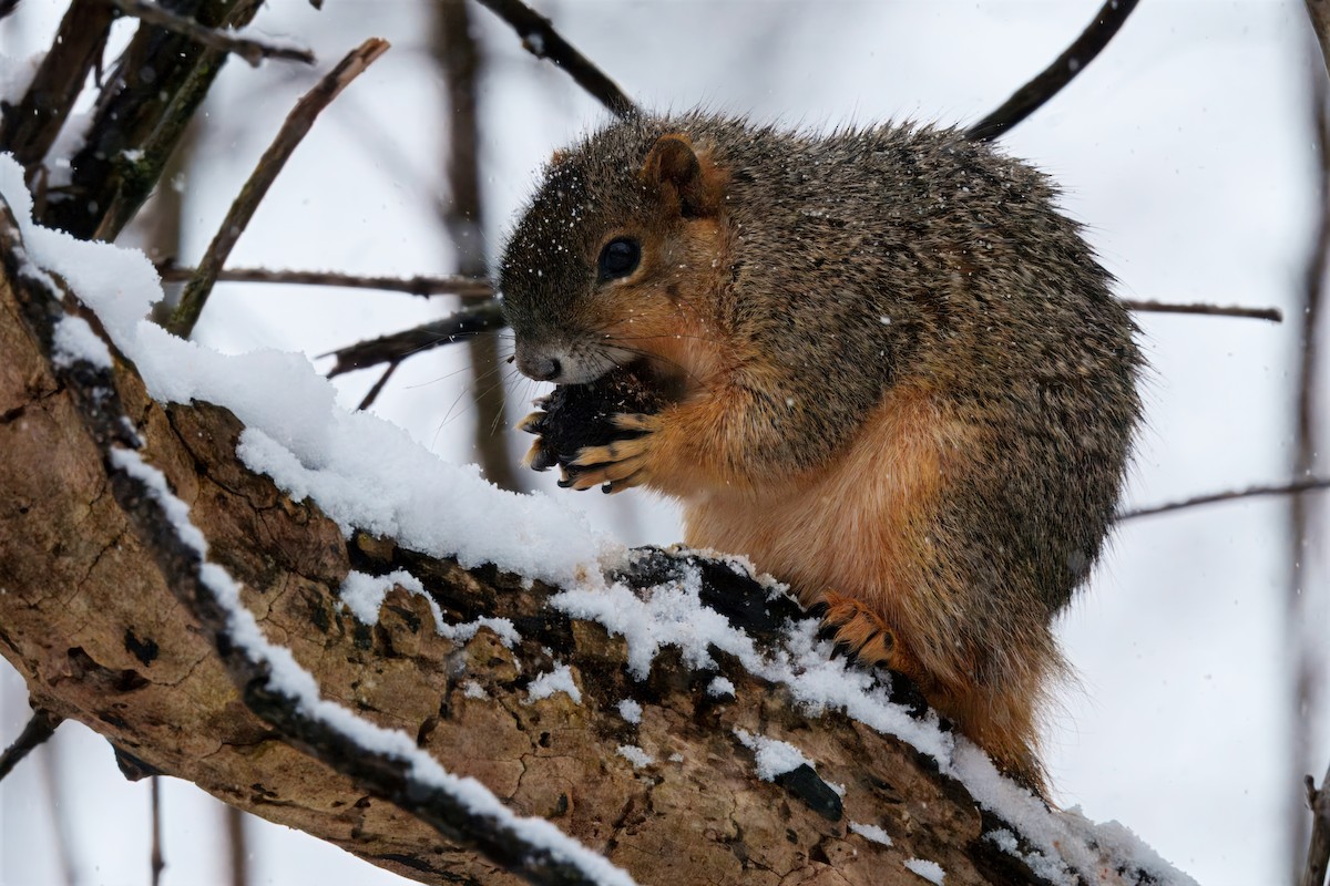 Animals - ML646296698