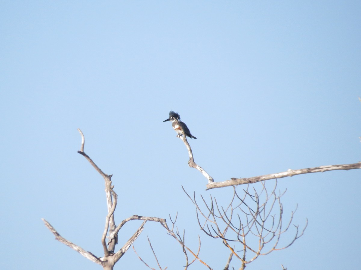 Belted Kingfisher - ML646296702