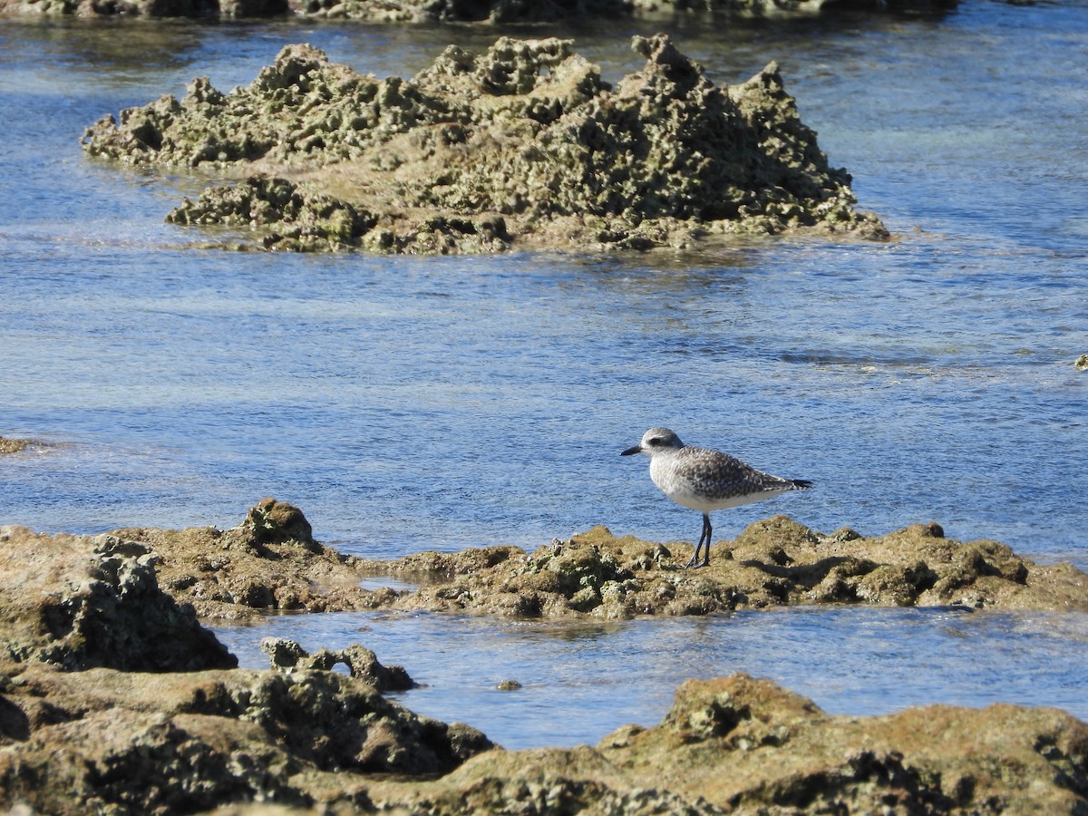 Chorlito Gris - ML646296703