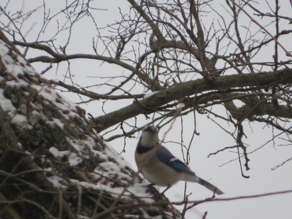 Blue Jay - ML646296709