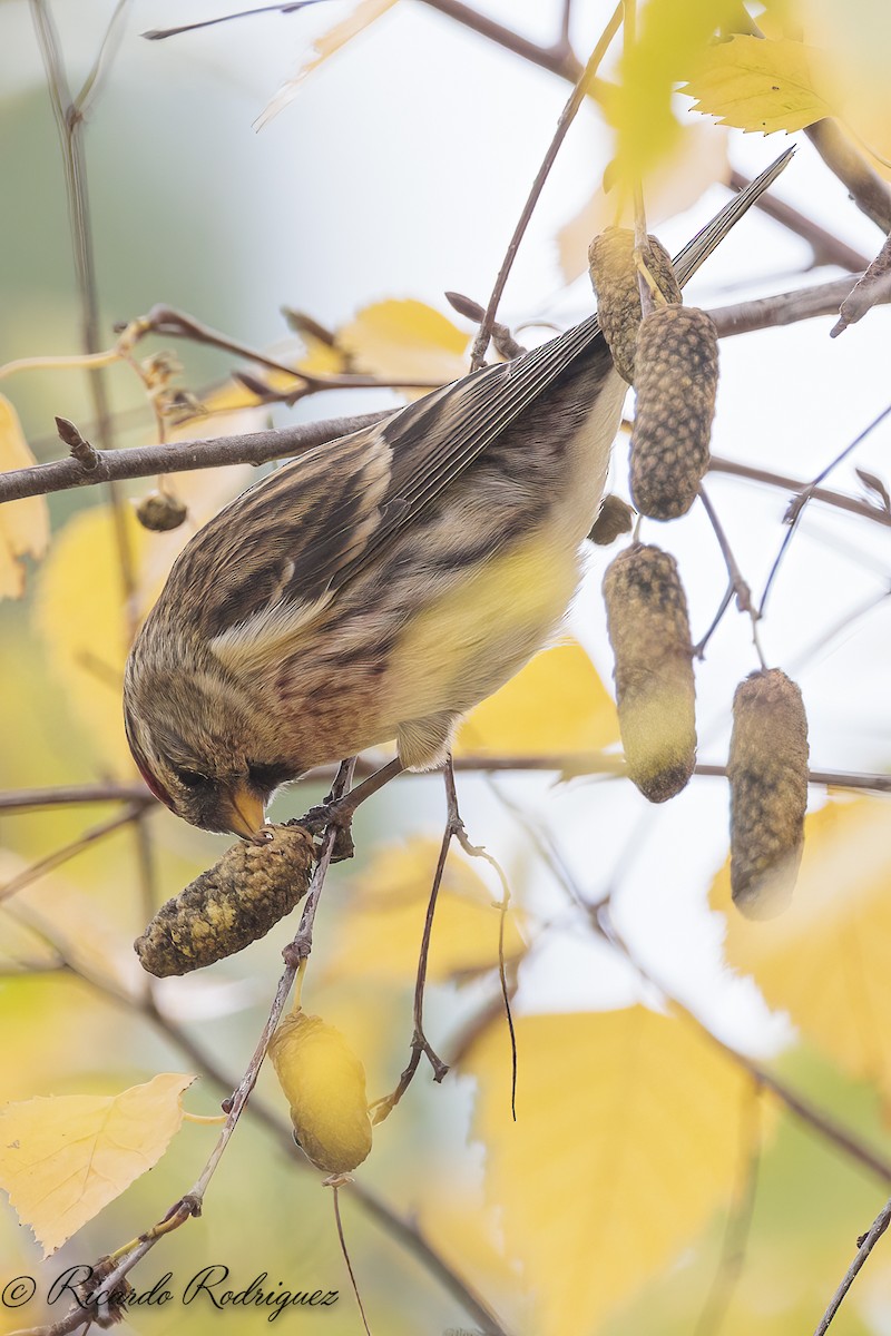 čečetka zimní - ML646296712