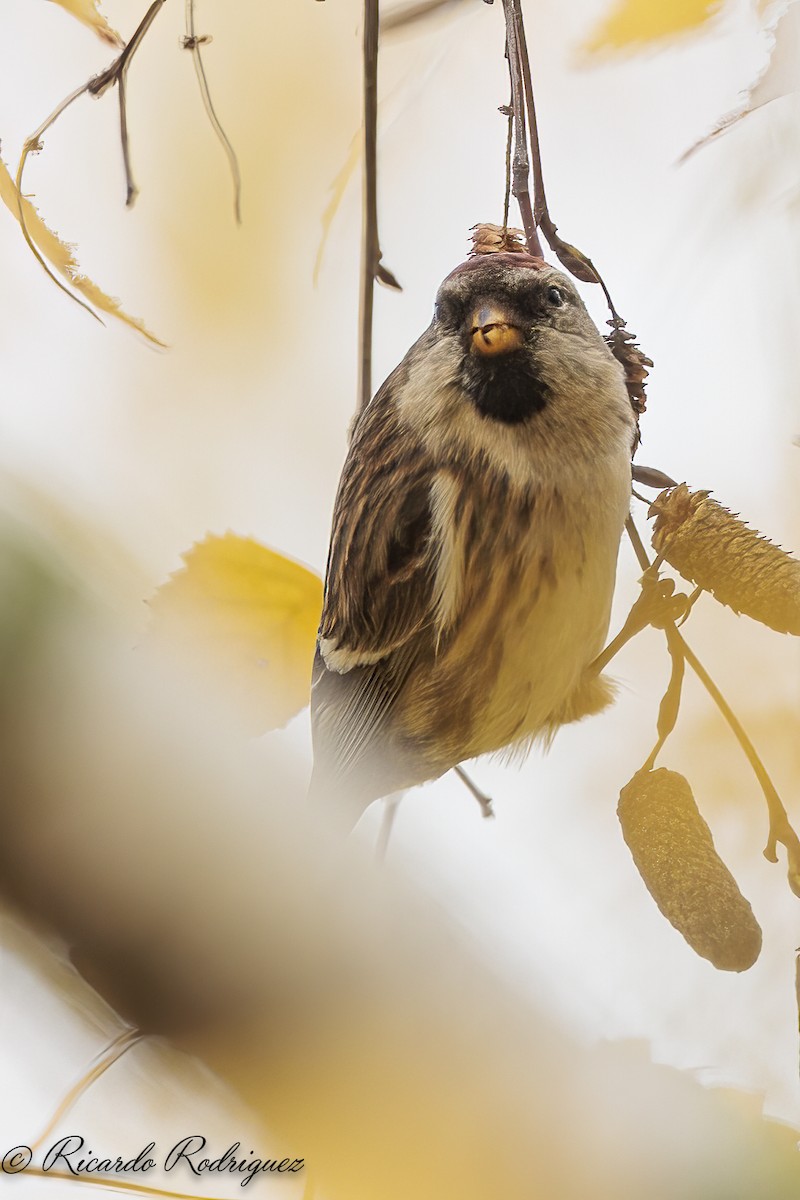 čečetka zimní - ML646296713