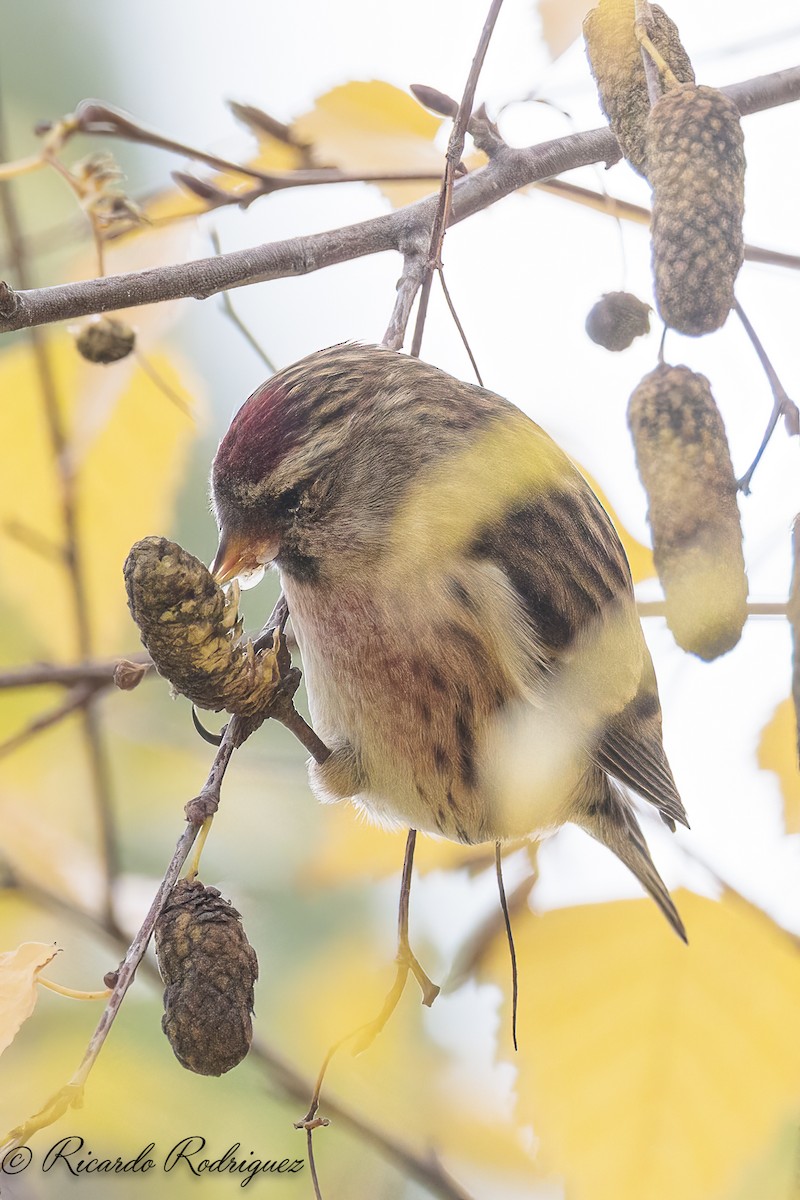 čečetka zimní - ML646296714