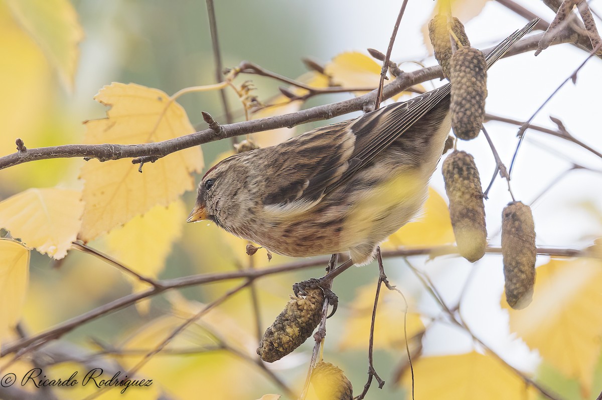 čečetka zimní - ML646296715